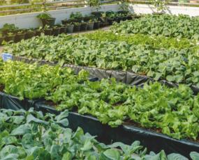 Rooftop Urban Farm