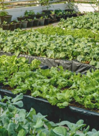 Rooftop Urban Farm